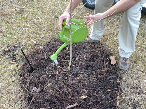 Watering the planted and multched Ginkgo