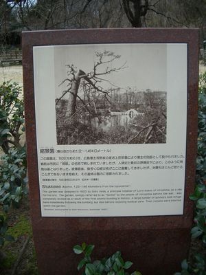 A-Bombed Ginkgo tree, September 1945